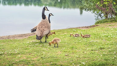 canadian-geese-with-goslings-2021-08-26-16-31-58-utc.jpg