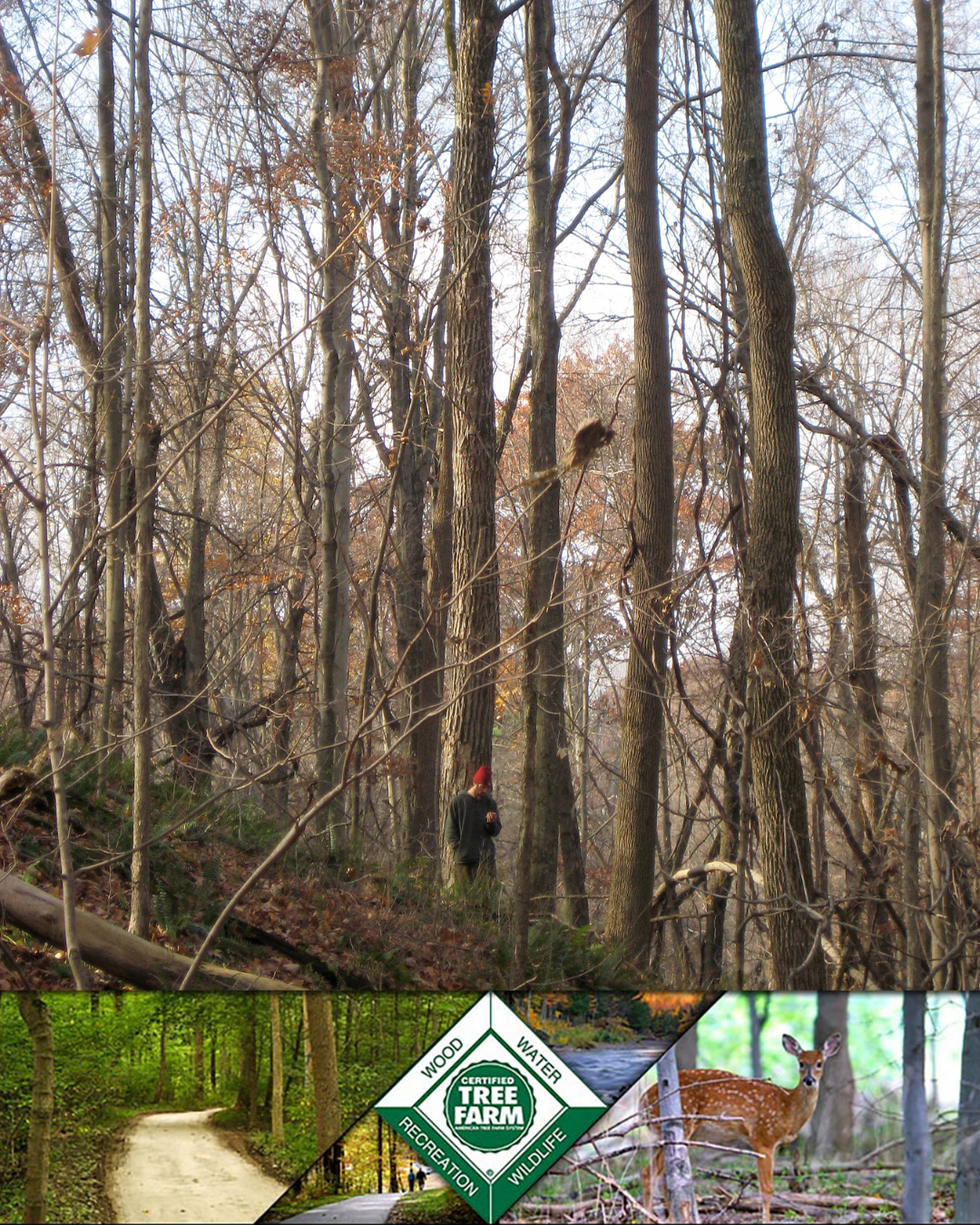 Ohio Tree farm Program