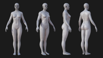 Anatomy_(10).png
