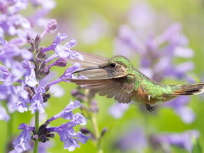 The Hummingbird Garden