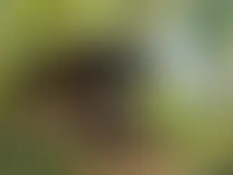 Top 5 Localities in Goa for Every Kind of Traveler – Where to Book Your Perfect Homestay