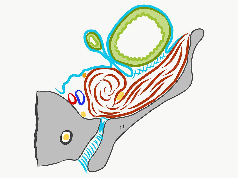 Miniaturbild: ORGANOS® AUFSTELLER