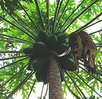 Parrainer des arbres en Bolivie avec l'association Coeur de Forêt