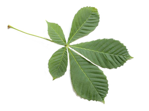 marronnier-feuille-d3a3d87f.png