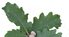 Feuilles.png
