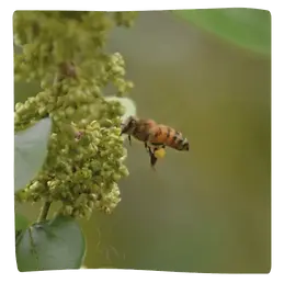 Parrainer des abeilles avec l'association Coeur de Forêt
