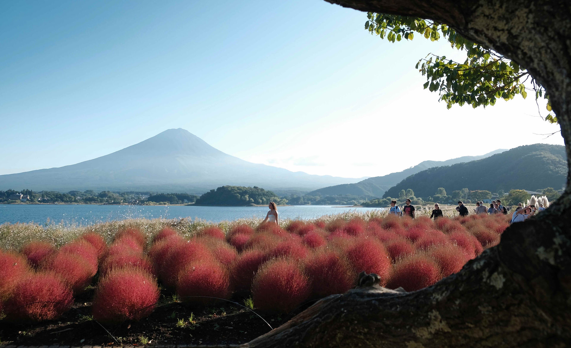 Oishi Park Fujikawaguchiko