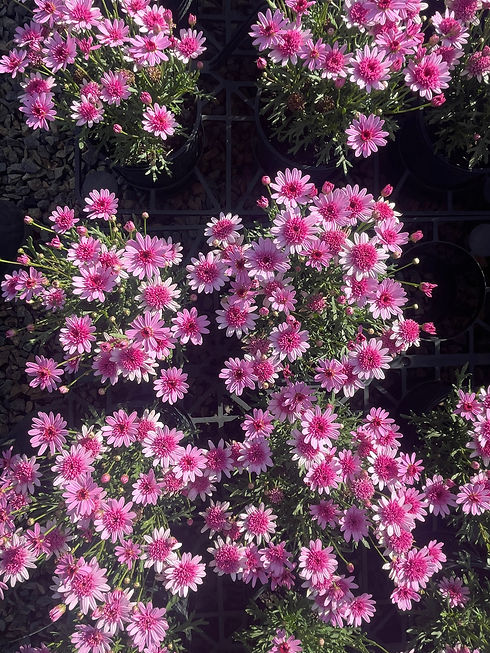 image_67562497_edited.jpg