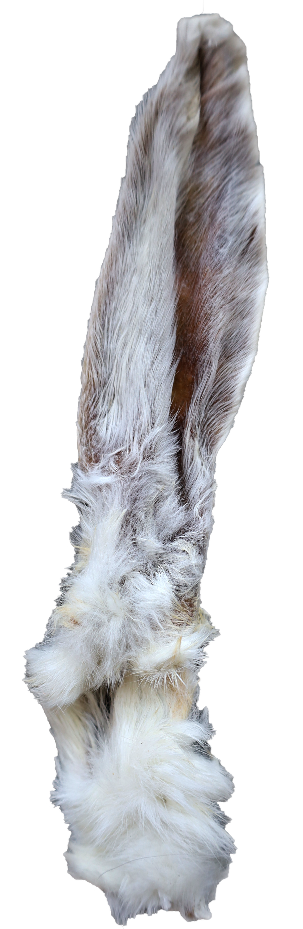 Thumbnail: Rabbit Ear