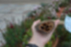 Thumbnail: Goat Horn
