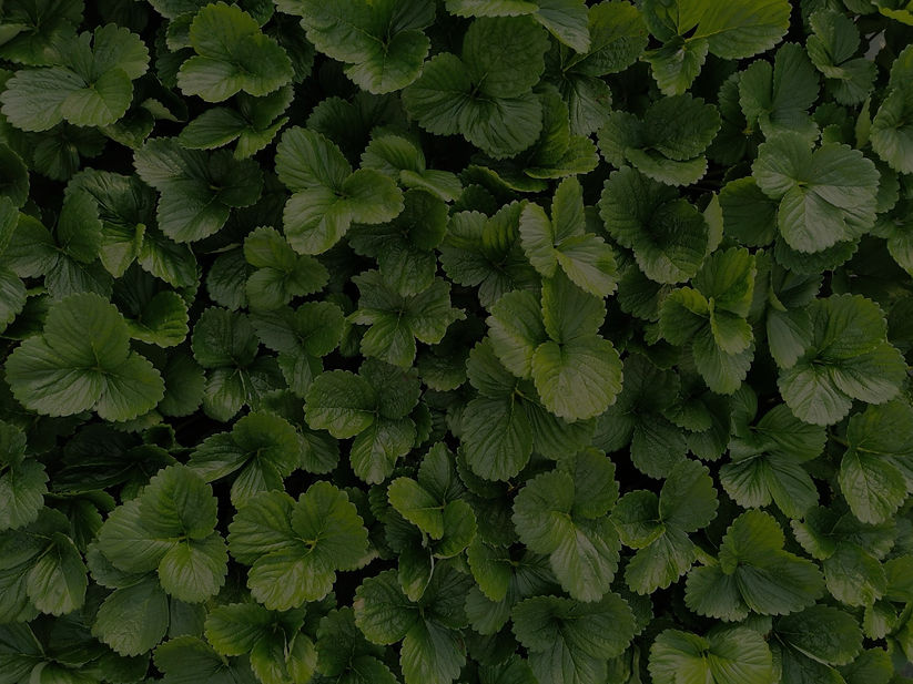 Photo Alison plant 4_edited_edited_edited.jpg