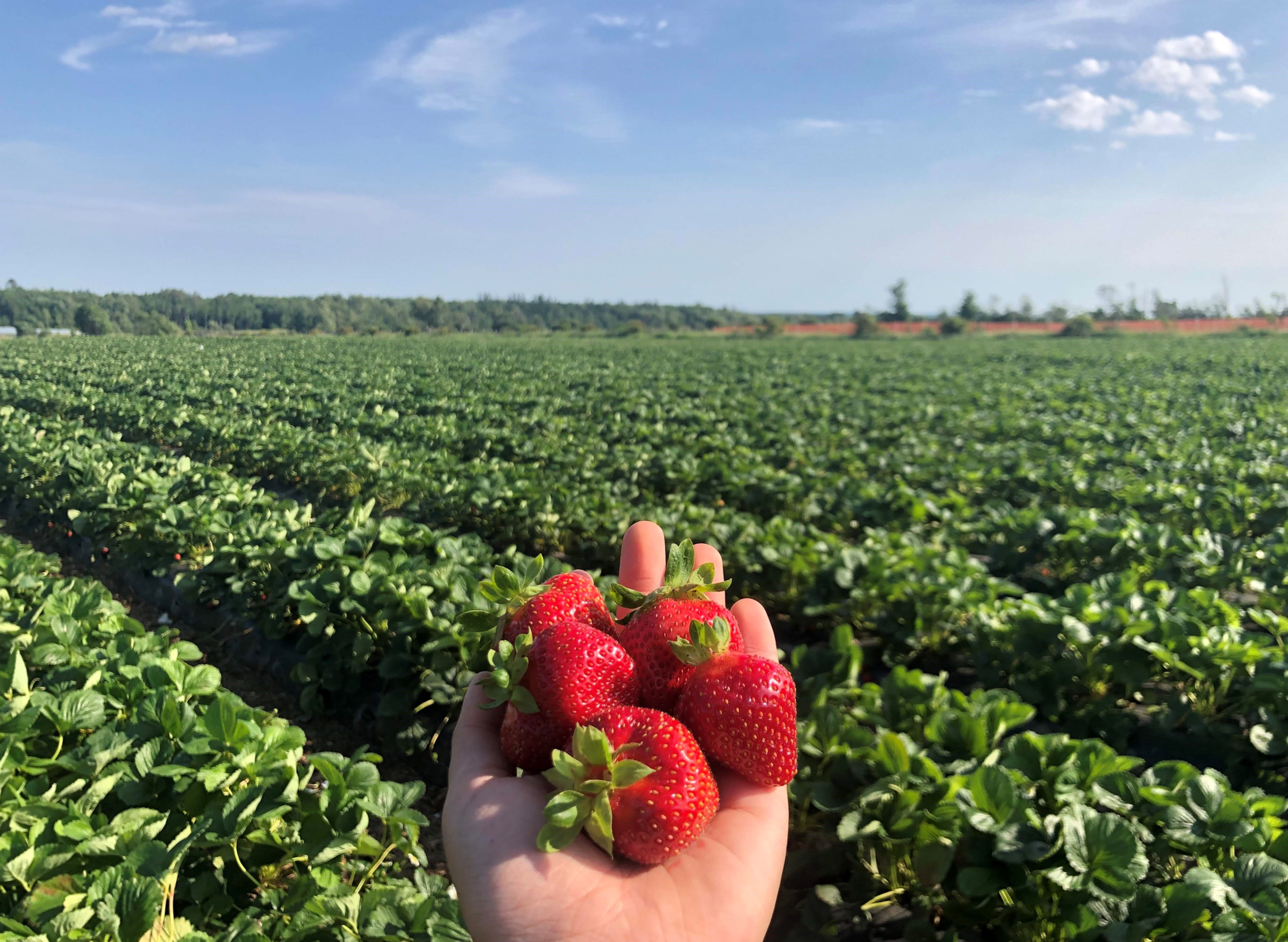 10 Plants de fraises