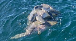 Captura de pantalla 2026-02-07 a la(s) 1.22.21 p.m._edited