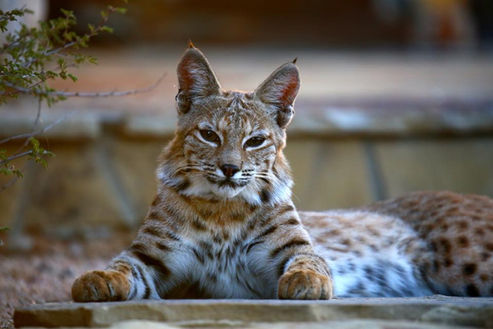 Bobcat lying down