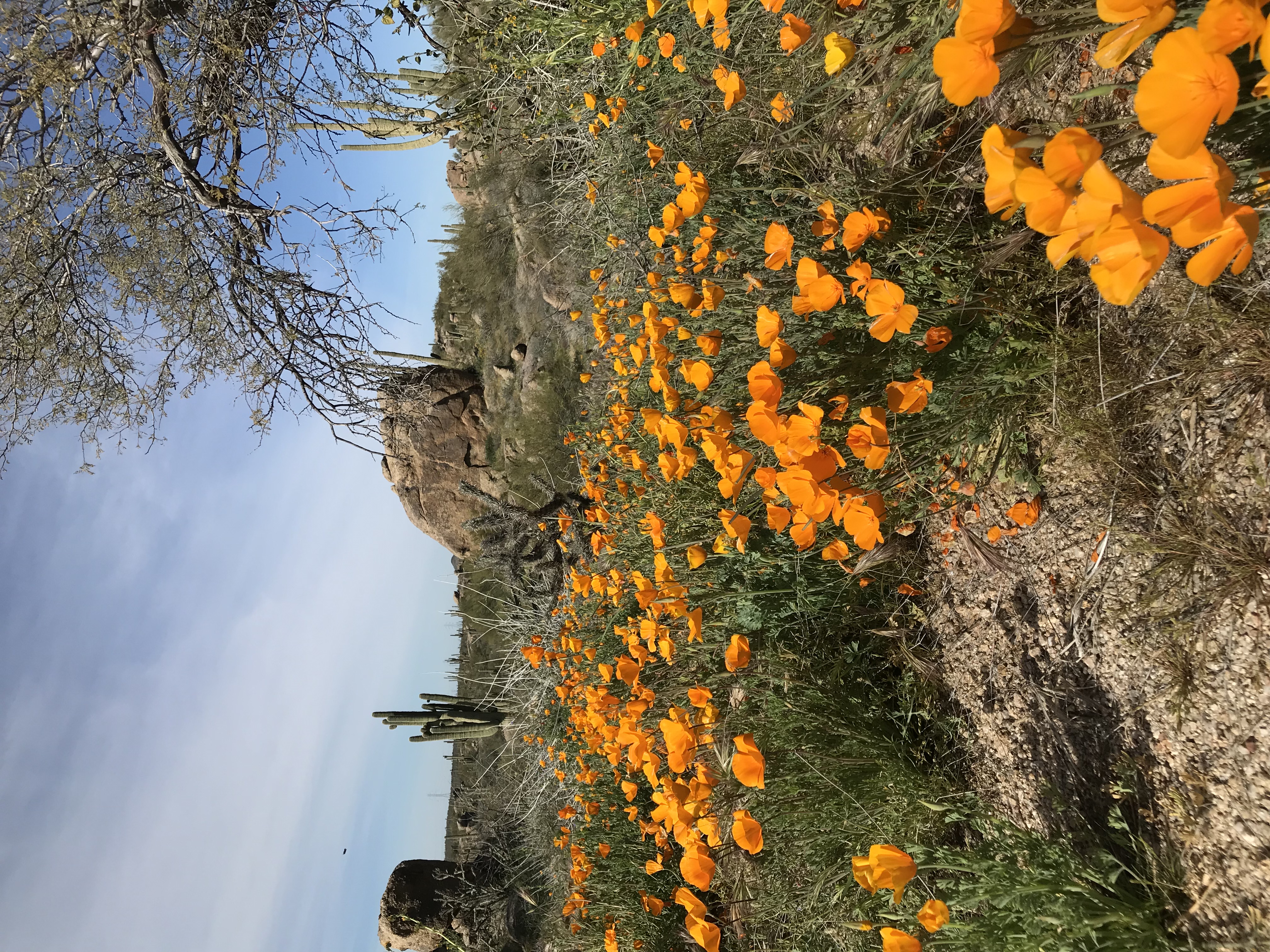 poppies in the desert
