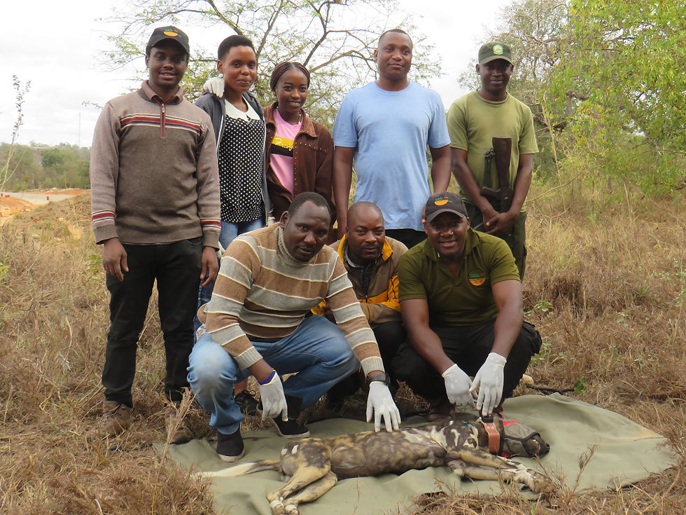 Collaring team with Kibesa Female
