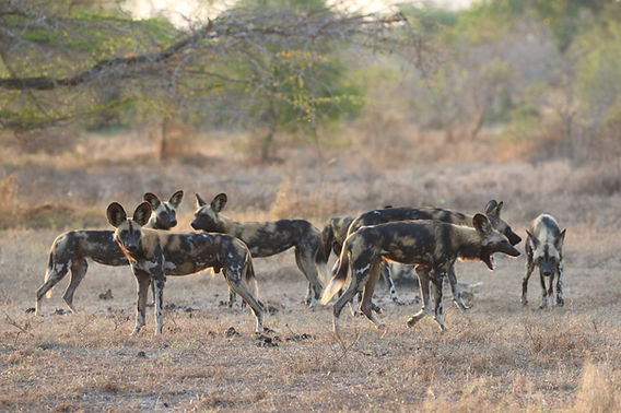 Rare African wild dog pack hunting and interacting on plains in Nyerere national park Selous
