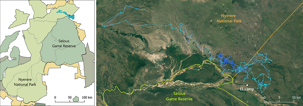Movements of collared individuals in Mtemere pack