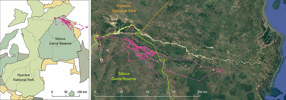 Movements of Kibesa Female