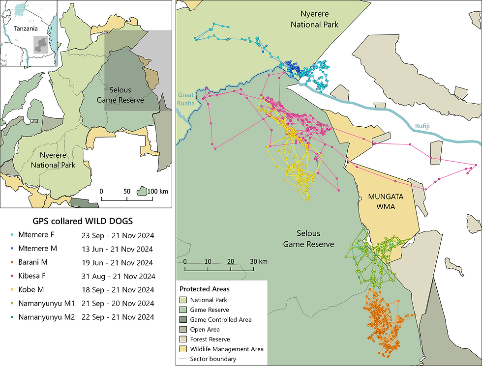 Movements of GPS collared wild dogs in Selous Game Reserve and Nyerere National Park.
