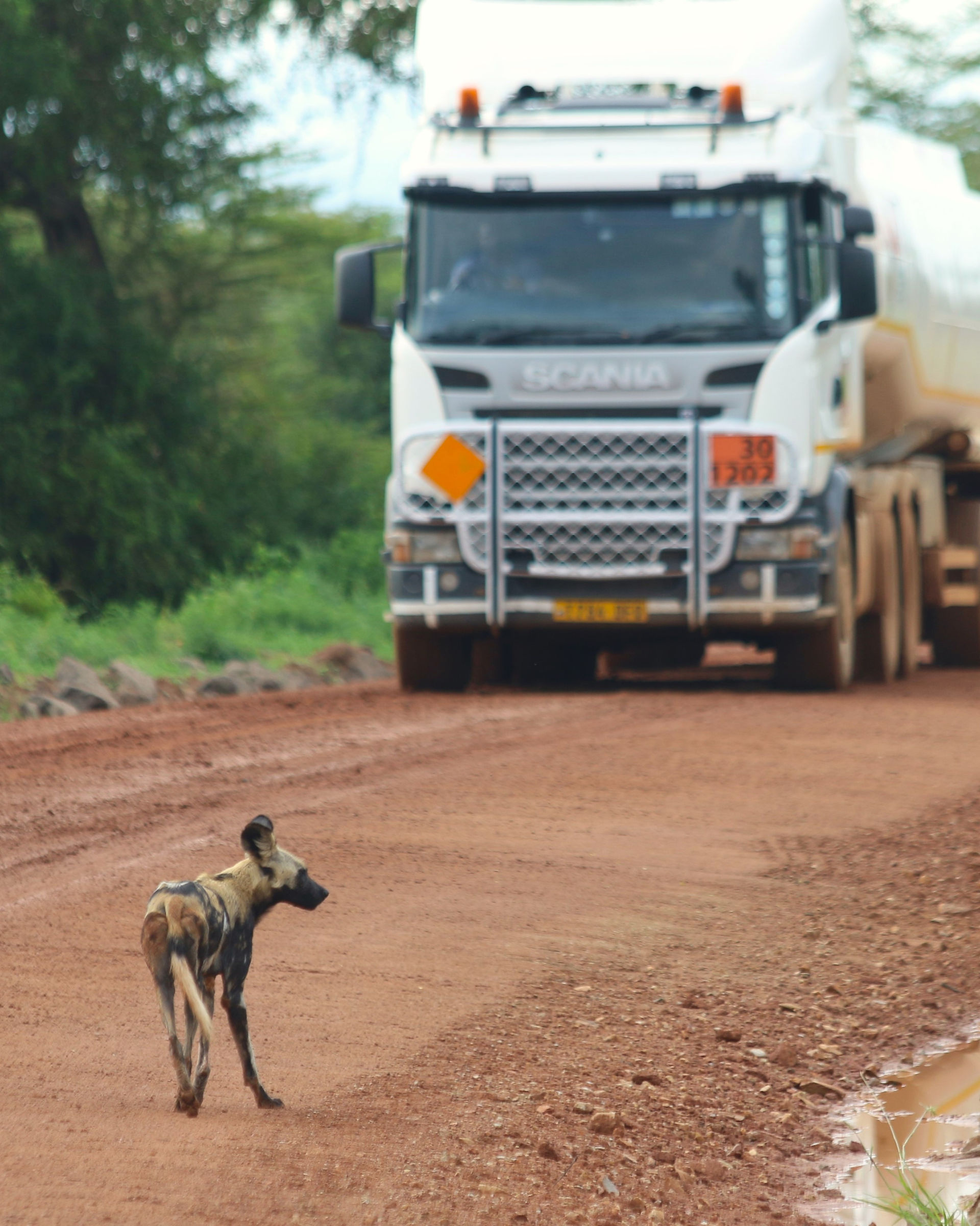 Wild dog on main road