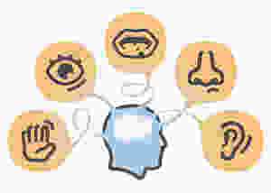 5 senses