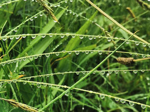 A Drippy Start to the Day