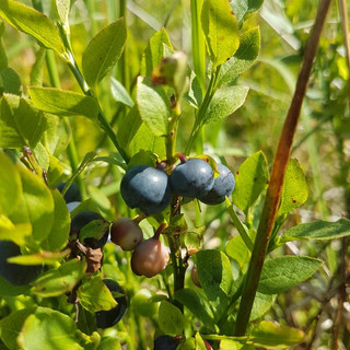 Wild Bilberries, Eco Glamping, Ireland