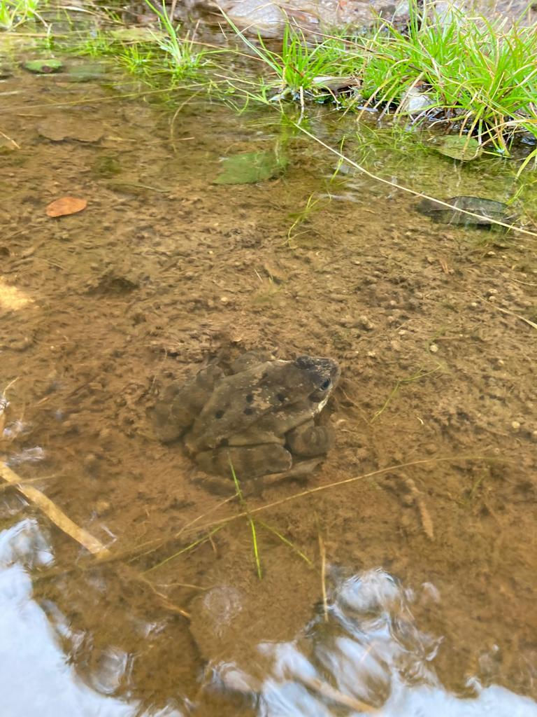 Frogs Mating, Wildlife, Eco Travel Ireland