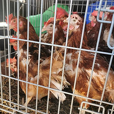 Battery Farm Hens