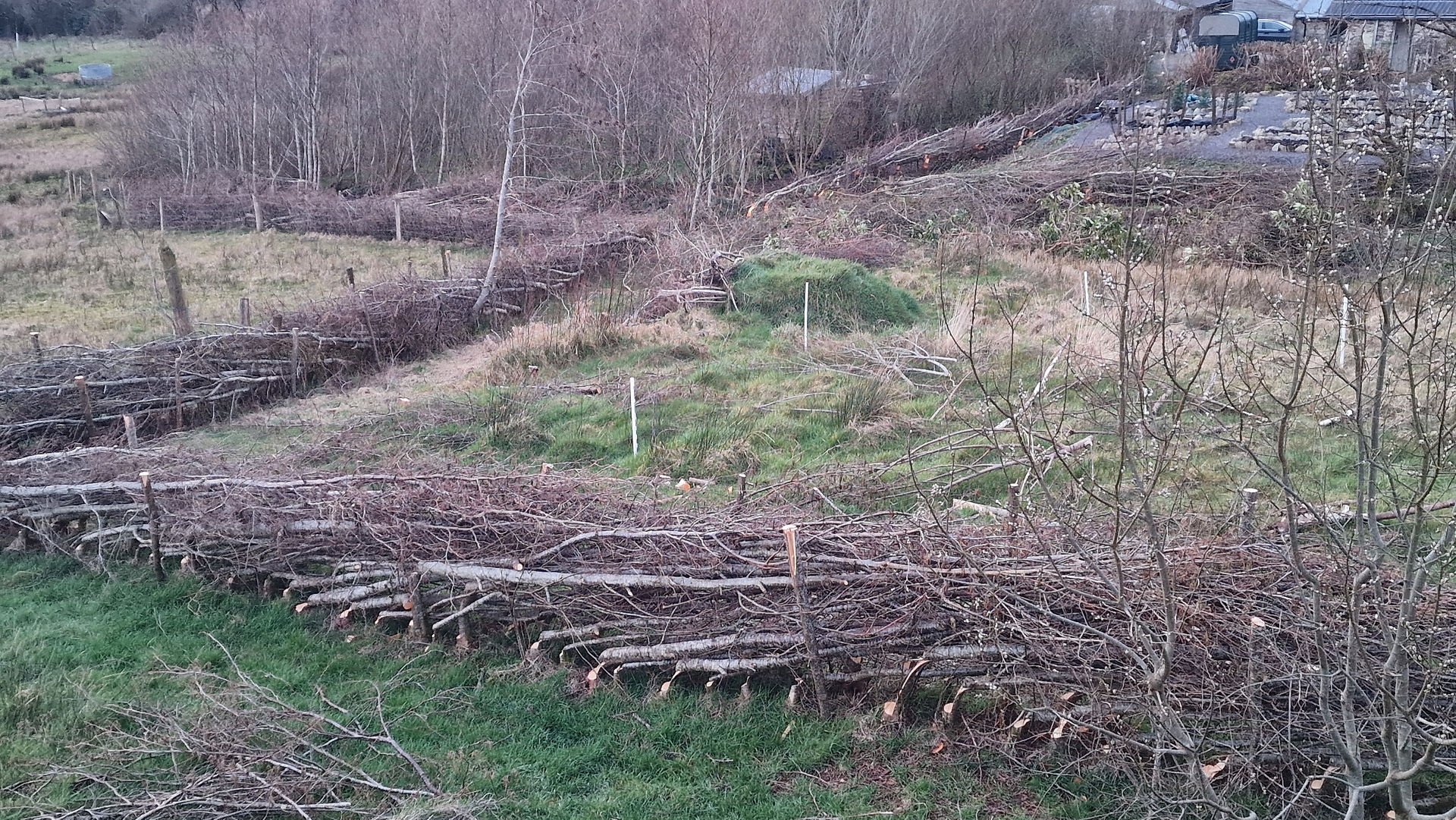 Hedgelaying