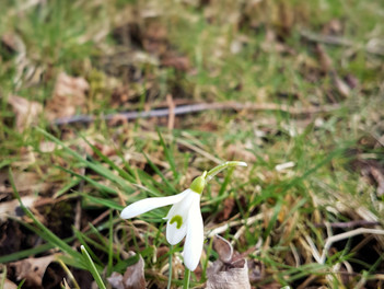 A Lonesome Snowdrop