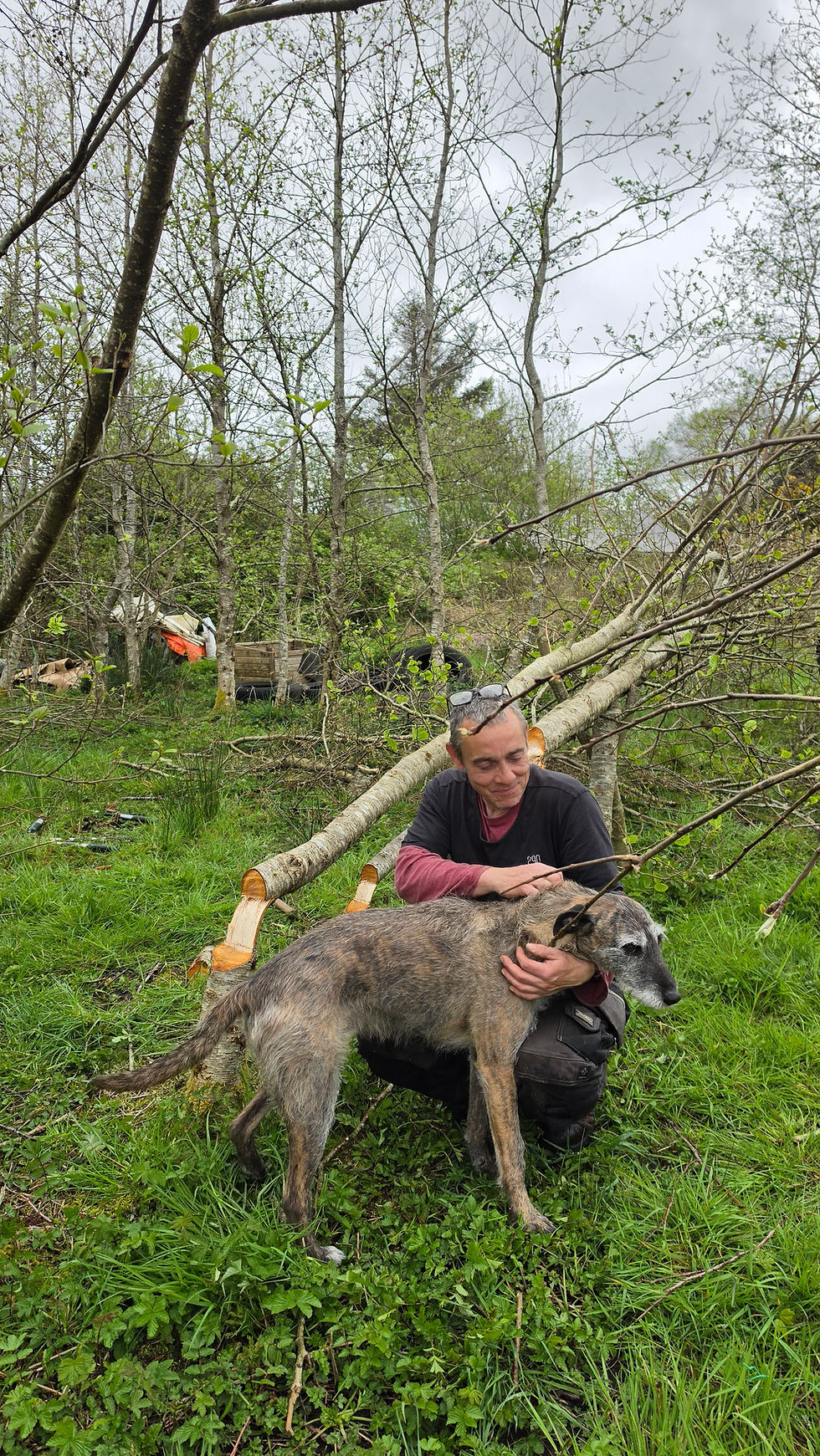 Mark with Archie, hedgelaying, Donegal