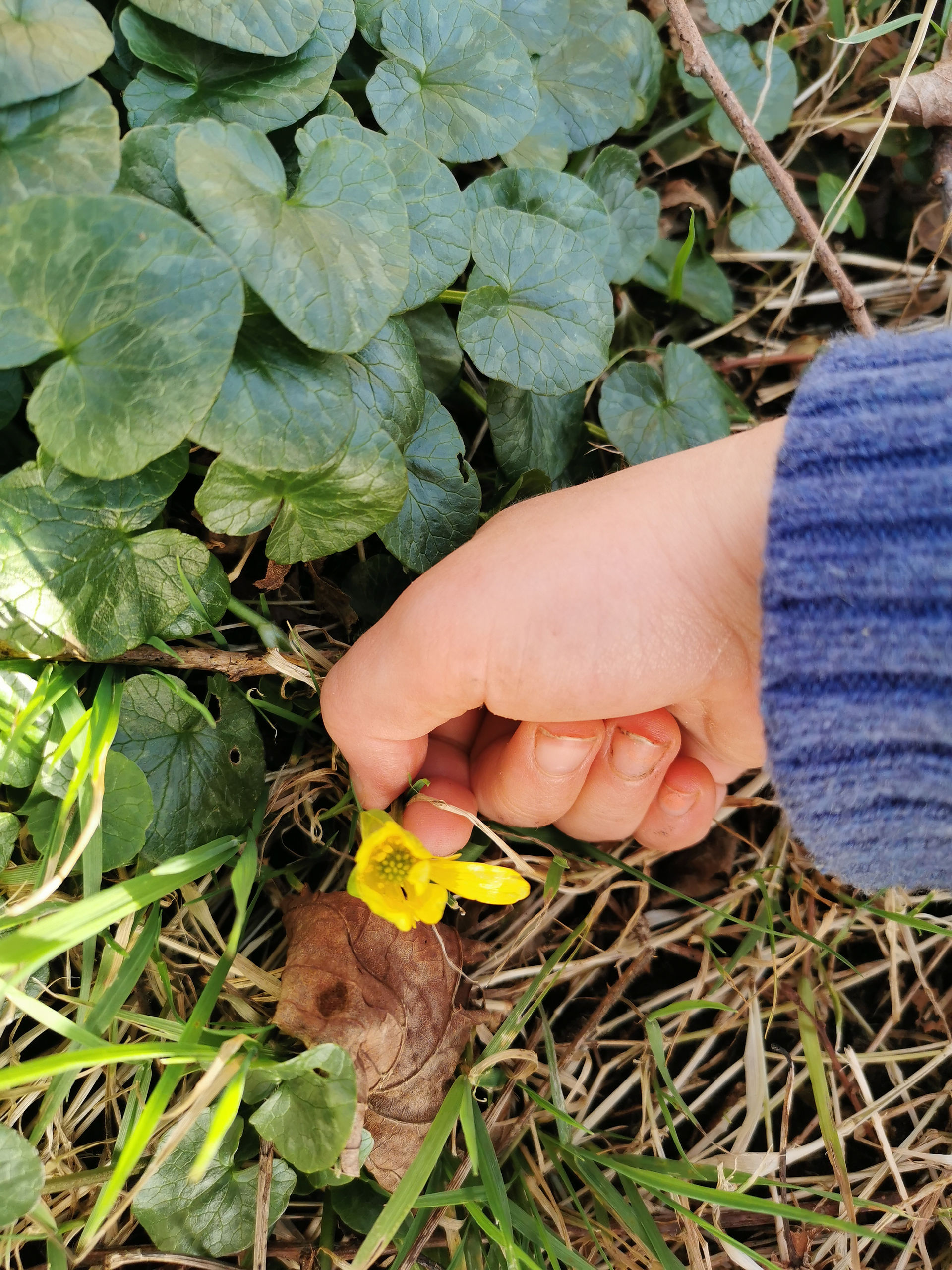 Spring Wildflowers, Spring Getaway, Glamping Ireland