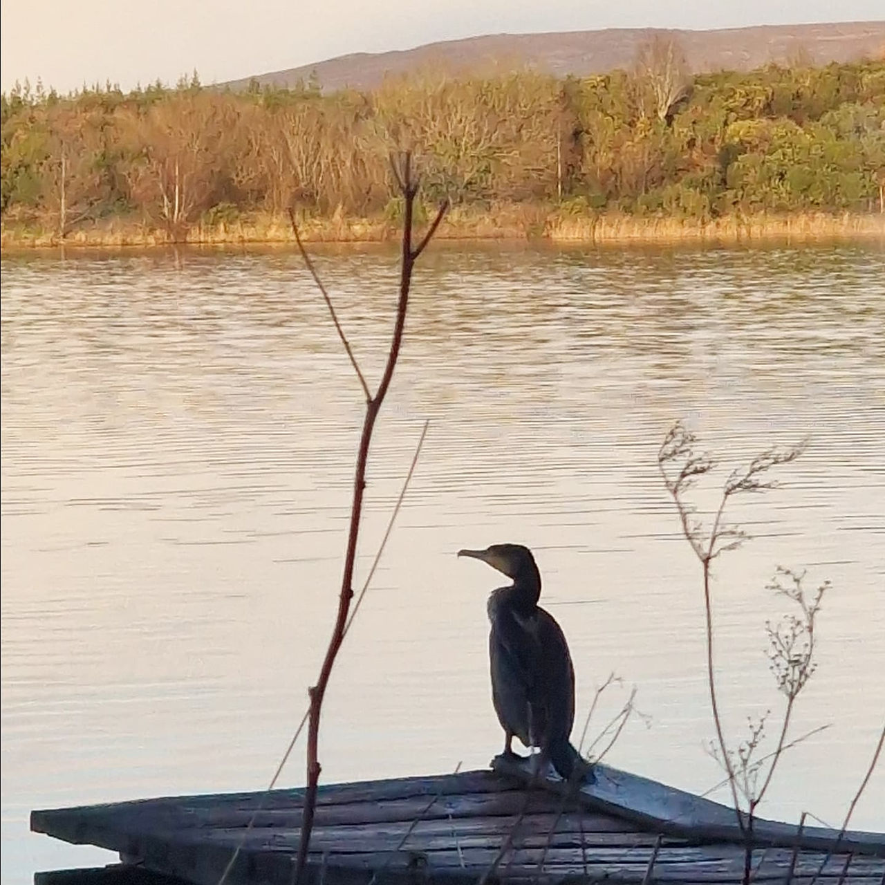  Cormorant by the lake 