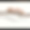 Thumbnail: Sun Dipped Trees
