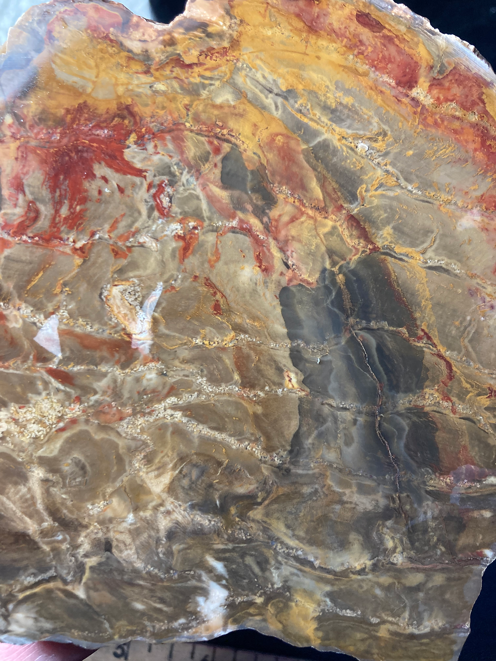 Rare Donponoxylon petrified tree fern slab - 176 gram