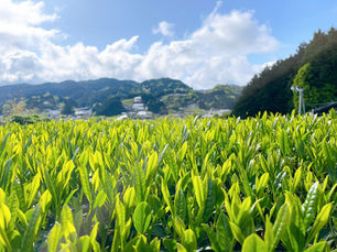 日本茶の茶葉農園を俯瞰した風景──霧に包まれた和束の茶畑とテロワールを映す緑