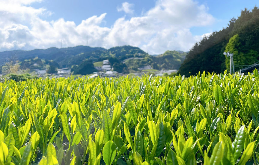日本茶の茶葉農園を俯瞰した風景──霧に包まれた和束の茶畑とテロワールを映す緑