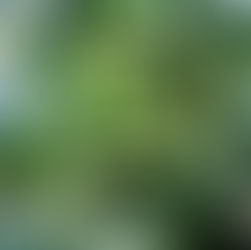 子供の頃には苦味で苦手意識が強いピーマンの画像