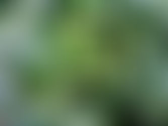 子供の頃には苦味で苦手意識が強いピーマンの画像
