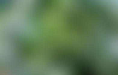 子供の頃には苦味で苦手意識が強いピーマンの画像