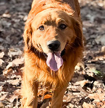 top rated golden retriever breeders illinois wisconsin indiana michigan ohio missouri kentucky tennesse
Sophie has an excellent temperament—gentle, steady, and very loyal—while also possessing a streak of independence that adds to her confident personality. She does exceptionally well in a home setting and is an outstanding learner, picking up new skills quickly and reliably.
She has been genetically health tested through Embark and is clear of genetic diseases, providing peace of mind for both her health and the quality of her puppies. With her combination of beauty, intelligence, and nurturing nature, Sophie is an exceptional Golden Retriever and an outstanding mom.