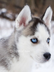 trained. Siberian Husky puppies for sale in Missouri 