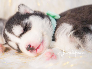 Siberian Husky puppies for sale in florida