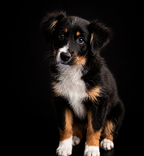 AKC OFA miniature american shepherd puppies for sale in illinois trained mini aussie puppies for sale illinois top rated breeder miniature american shepherds for sale mini aussie puppies illinois, indiana, wisconsin, missouri, ohio, merrilville, valparaiso, chicago, midwest, USA, mini aussie puppies for sale Nationwide
