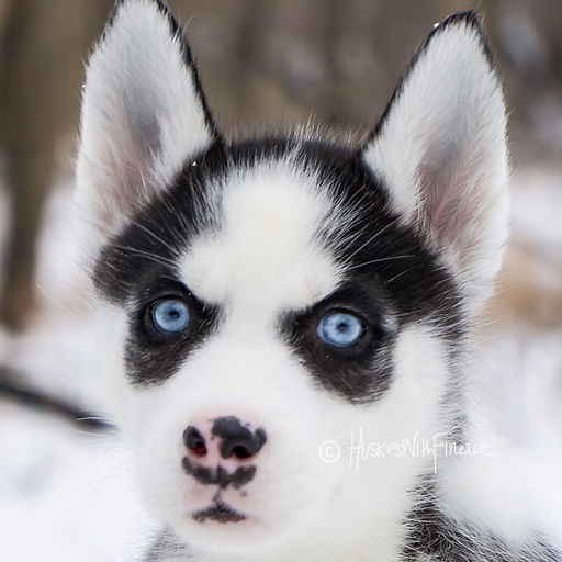 siberianhusky.jpeg