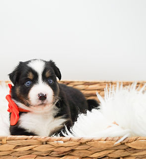 AKC OFA miniature american shepherd puppies for sale in illinois trained mini aussie puppies for sale illinois top rated breeder miniature american shepherds for sale mini aussie puppies illinois, indiana, wisconsin, missouri, ohio, merrilville, valparaiso, chicago, midwest, USA, mini aussie puppies for sale Nationwide