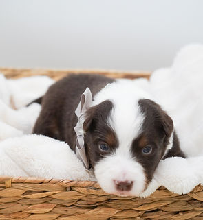 AKC OFA miniature american shepherd puppies for sale in illinois trained mini aussie puppies for sale illinois top rated breeder miniature american shepherds for sale mini aussie puppies illinois, indiana, wisconsin, missouri, ohio, merrilville, valparaiso, chicago, midwest, USA, mini aussie puppies for sale Nationwide
