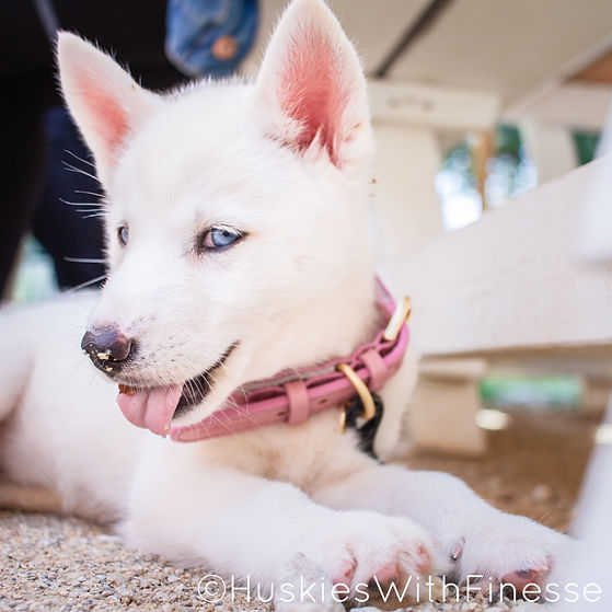 siberianhuskypuppy